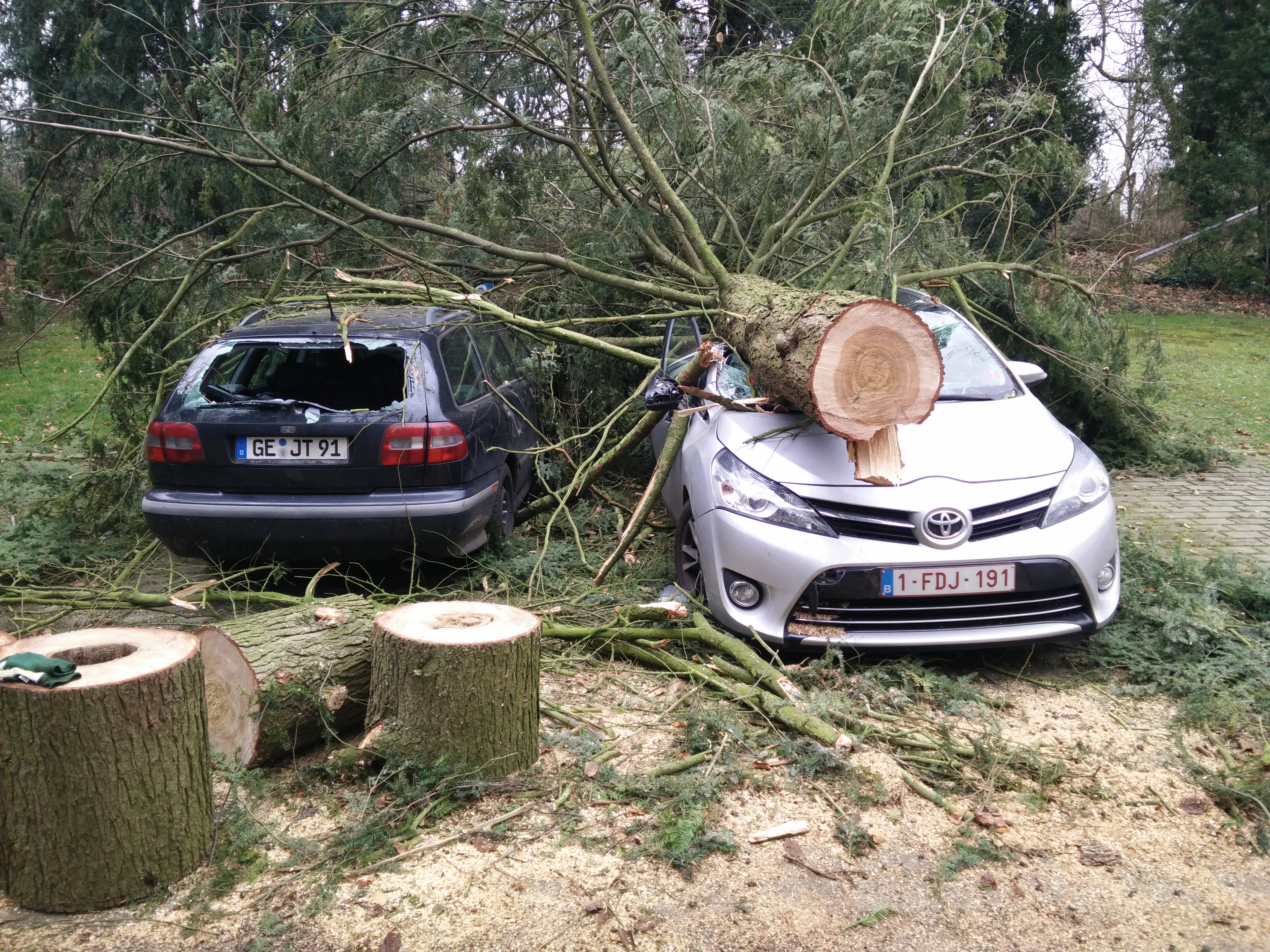 Baum auf Auto